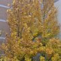 Liriodendron tulipifera ‘Fastigiatum’